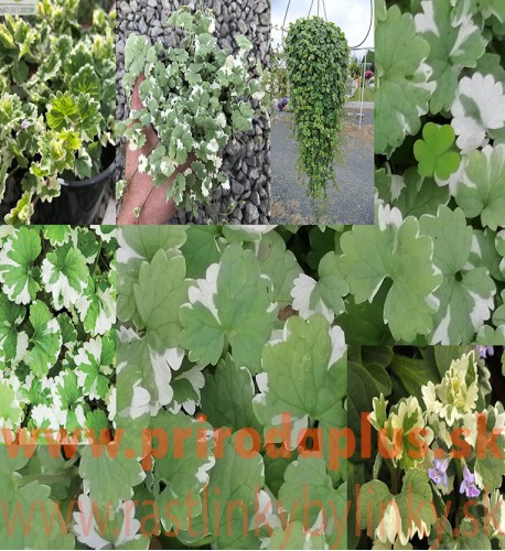 Zádušník strakatý, brečtanovitý „panašovaný“-(Glechoma hederacea „variegata“ L.) 